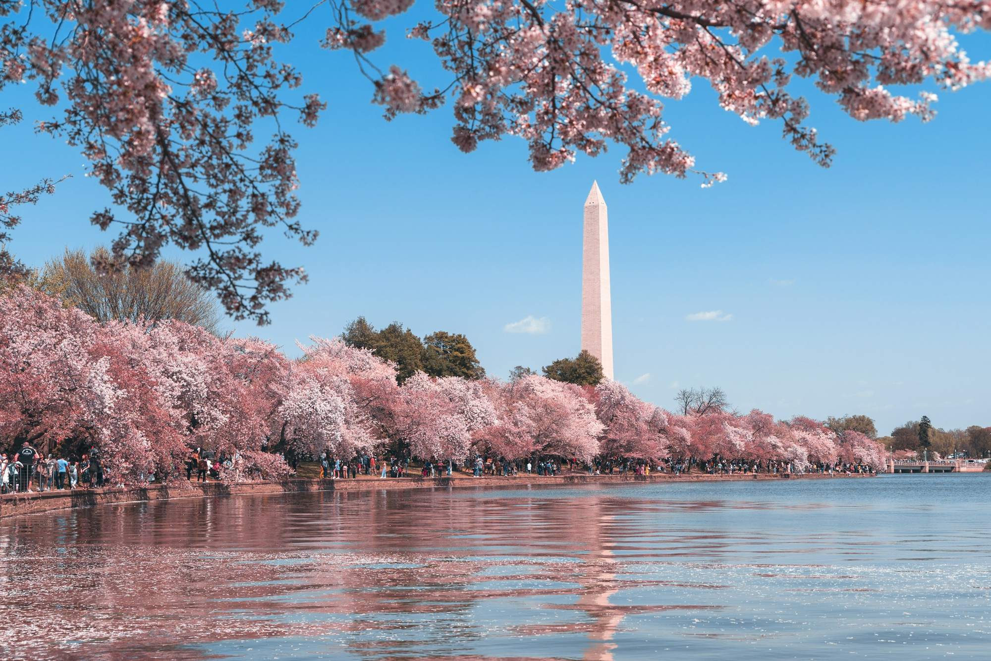Cherry blossoms around the Tidal Basin with the Washington Monument